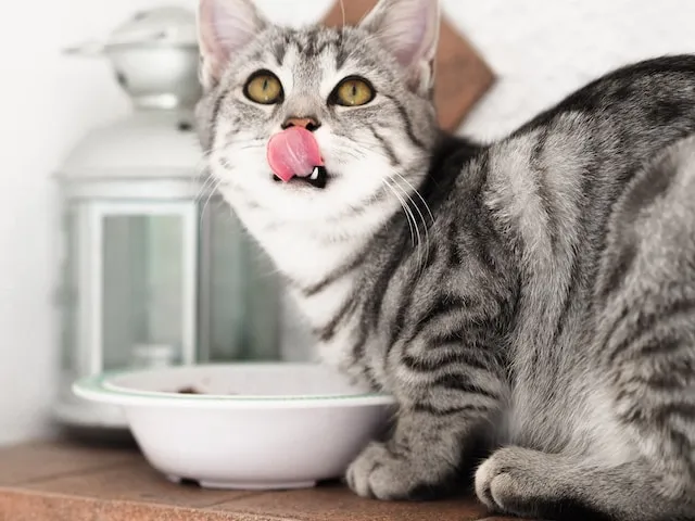 distributor makanan kucing