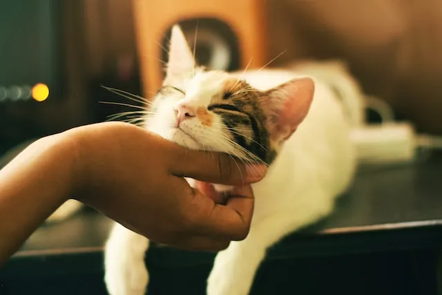 distributor makanan kucing
