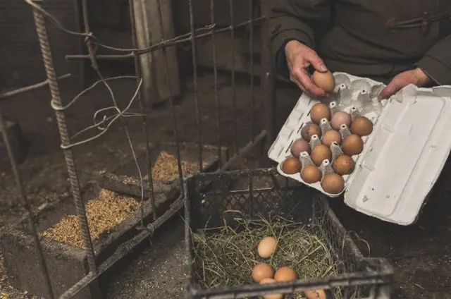 distributor telur ayam